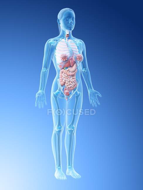Modelo de corpo humano mostrando anatomia feminina com órgãos internos, 3D digital renderizar ilustração . — Fotografia de Stock