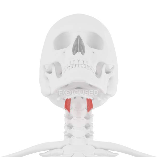Modelo de esqueleto humano com músculo tireohióideo detalhado, ilustração computacional . — Fotografia de Stock