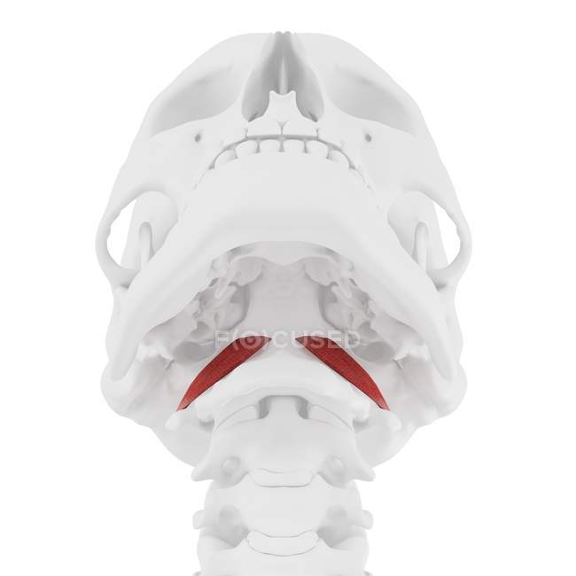 Скелет людський з червоним кольором Ретус капуїт передня м'яз, цифрова ілюстрація. — стокове фото