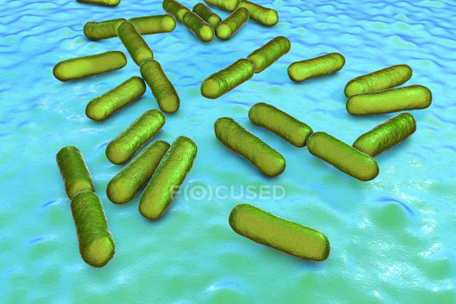 Bacillus clausii bactérias aeróbias gram-positivas em forma de bastonete probiótico de cor verde restaurando a microflora do intestino
. — Fotografia de Stock