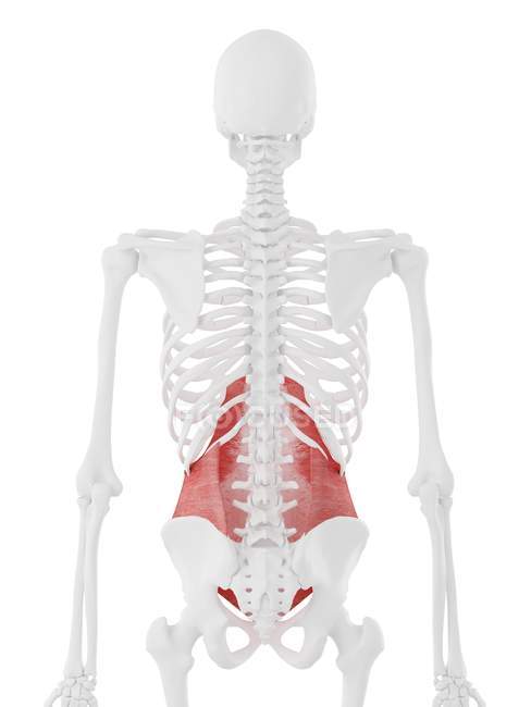 Modelo de esqueleto humano con músculo abdominal Transversus detallado, ilustración por computadora
. - foto de stock