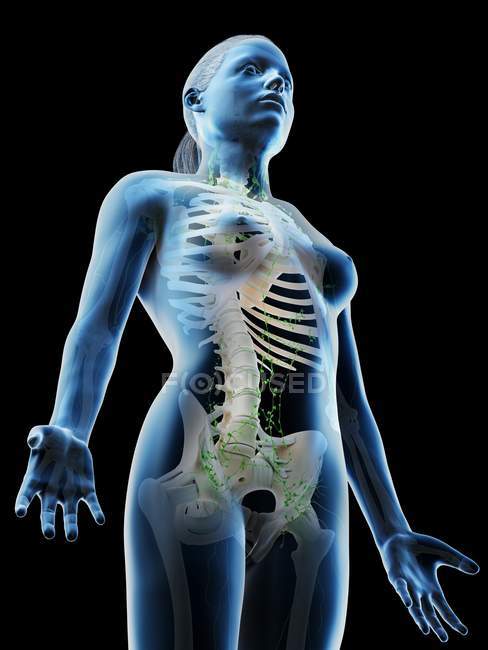 Жіноче тіло, що показує скелет і лімфатичну систему, цифрова ілюстрація . — стокове фото