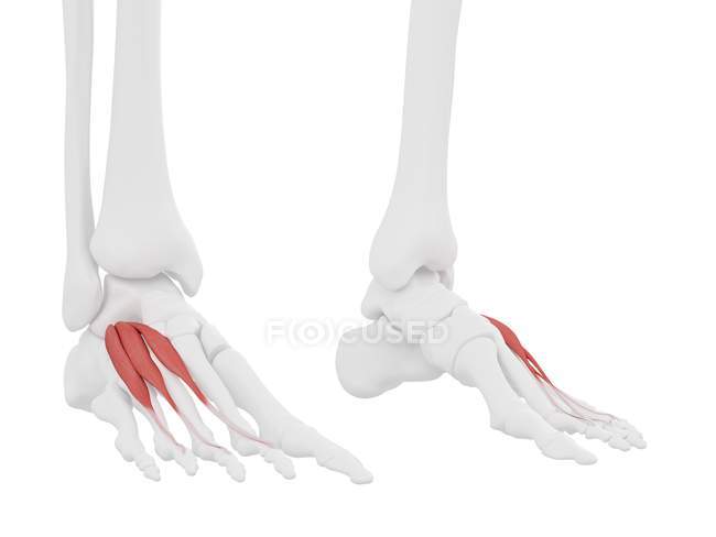 Человеческий скелет с подробным красным Extensor digitorum короткие мышцы, цифровая иллюстрация
. — стоковое фото