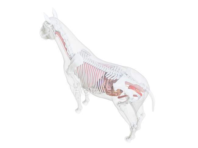Pferdeanatomie und Skelettsystem, Computerillustration. — Stockfoto