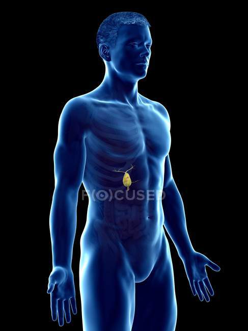 Visible gallbladder in male body 3d model, computer illustration. — Stock Photo