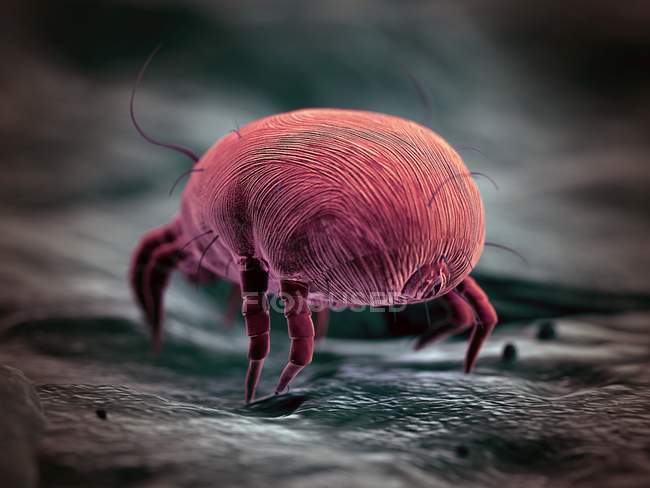 Pink colored dust mite, digital illustration. — Stock Photo