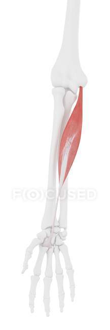 Модель скелета человека с детальной радиальной мышцей Flexor carpi, компьютерная иллюстрация
. — стоковое фото