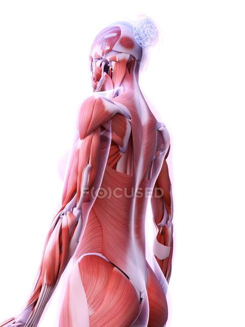 Realistic structure of female musculature, digital illustration. — Stock Photo