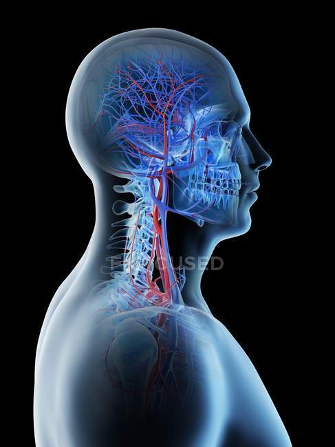 Кровеносные сосуды головы и шеи человека, цифровая иллюстрация . — стоковое фото