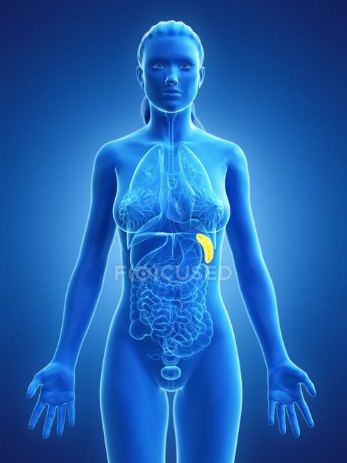 Silhueta de corpo feminino transparente com baço de cor amarela, ilustração digital . — Fotografia de Stock