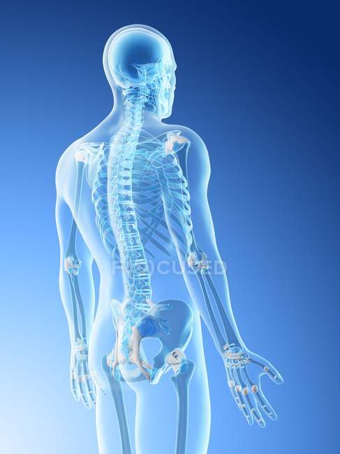 Männliche Silhouette mit sichtbaren Rückenknochen, Computerillustration. — Stockfoto