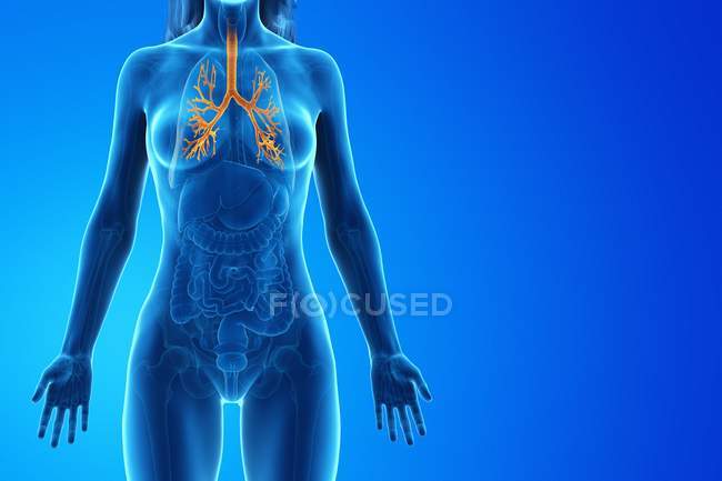 Yellow colored bronchi in body of woman, computer illustration. — Stock Photo