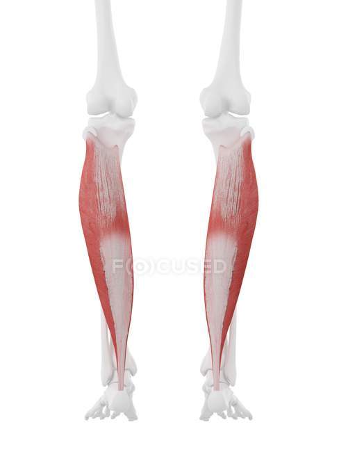 Esqueleto humano com vermelho colorido músculo sóleo, ilustração digital . — Fotografia de Stock