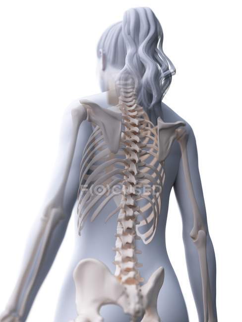 Squelette féminin en silhouette corporelle transparente, illustration numérique
. — Photo de stock