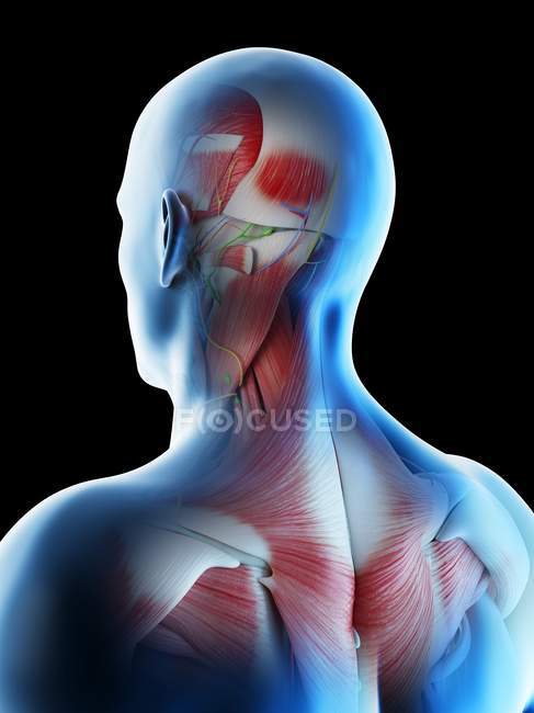 Head and neck musculature, computer illustration. — Stock Photo