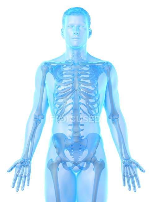 Чоловічий скелет у прозорому силуеті тіла, комп'ютерна ілюстрація . — стокове фото