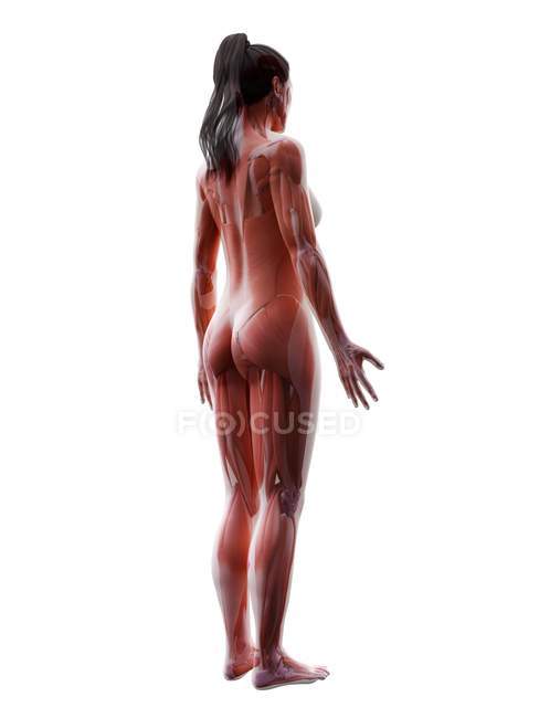 Cuerpo femenino con musculatura visible, ilustración digital
. - foto de stock