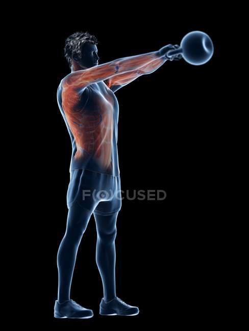 Musculatura del hombre haciendo entrenamiento de kettlebell, ilustración digital conceptual
. - foto de stock