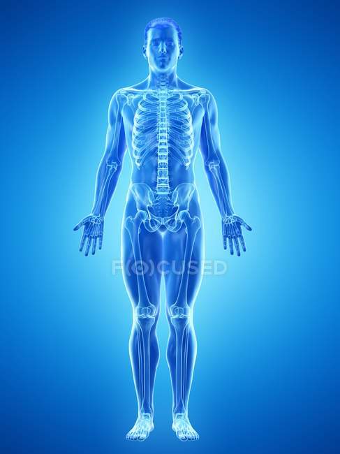 Мужской скелет в прозрачном силуэте корпуса, компьютерная иллюстрация . — стоковое фото