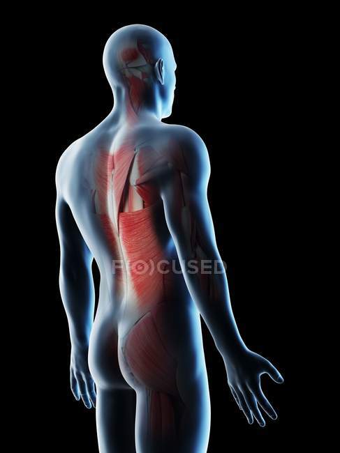 Männlicher Körper mit Rückenmuskulatur, Computerillustration. — Stockfoto