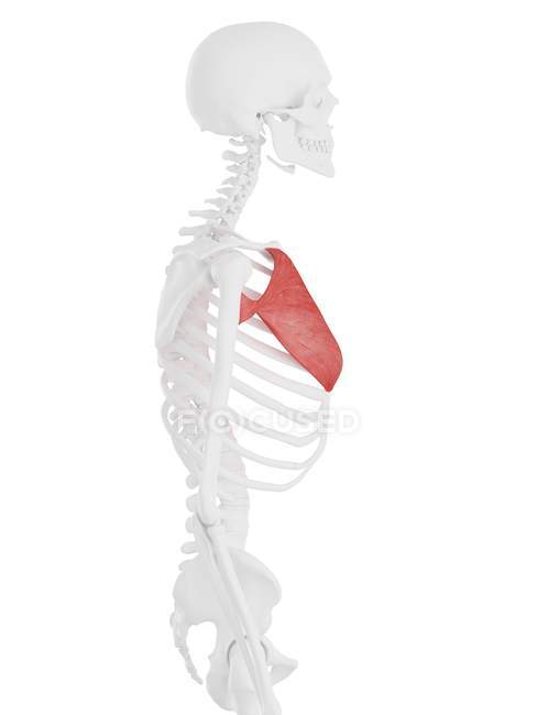 Esqueleto humano con músculo Pectoral mayor de color rojo, ilustración digital . - foto de stock