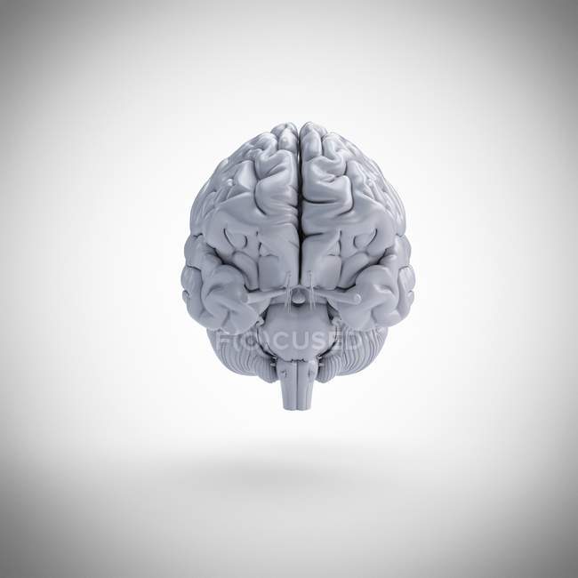 White human brain model on plain background, digital illustration. — Stock Photo