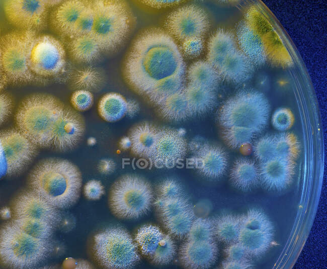 Microbial colonies on petri dish, computer illustration — Stock Photo