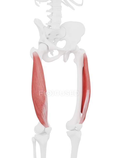 Menschliches Skelettmodell mit detailliertem Vastus lateralis Muskel, Computerillustration. — Stockfoto