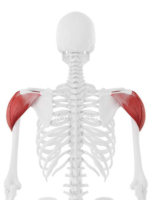 Esqueleto humano con detallado músculo rojo deltoides, ilustración digital . - foto de stock