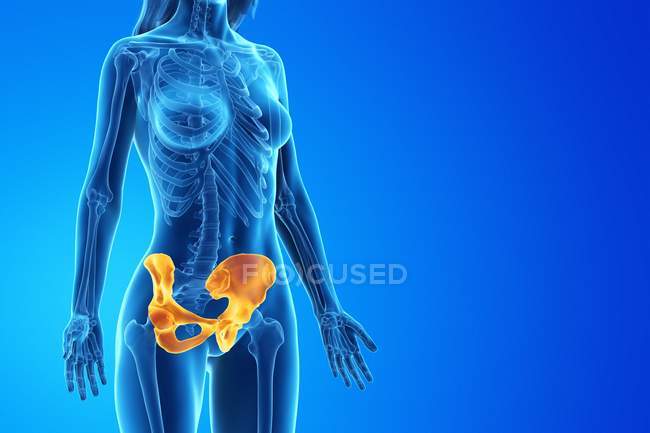Hüftknochen im weiblichen Körper, Computerillustration. — Stockfoto