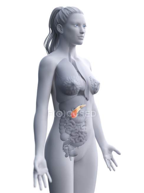 Pancréas dans le corps féminin, illustration anatomique . — Photo de stock