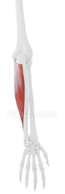 Modelo de esqueleto humano con músculo Flexor carpi ulnaris detallado, ilustración por ordenador
. - foto de stock