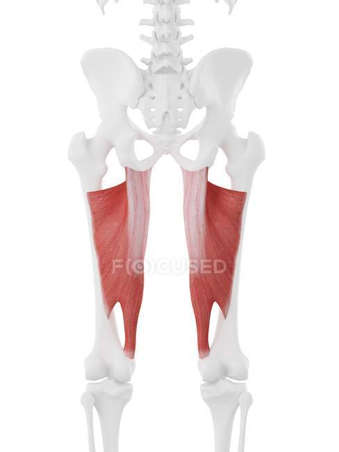Parte del esqueleto humano con músculo rojo Adductor magnus detallado, ilustración digital . - foto de stock