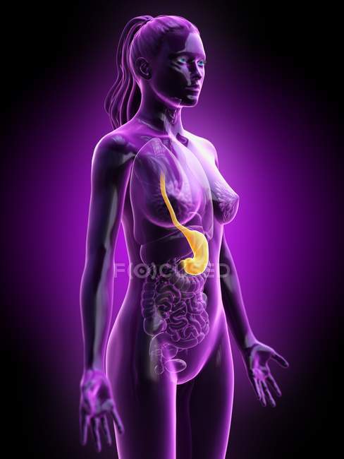 Абстрактная трехмерная модель женского тела, демонстрирующая желудок при анатомии человека, цифровая иллюстрация . — стоковое фото