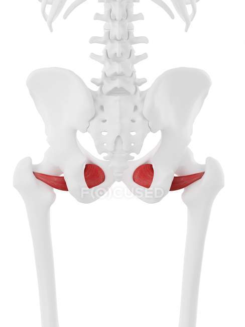Esqueleto humano con el músculo externo Obturador de color rojo, ilustración digital . - foto de stock