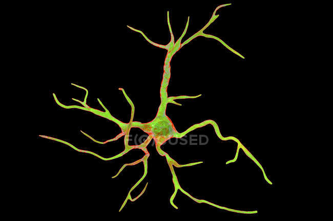 Célula nerviosa glial astrocitaria, ilustración digital . - foto de stock