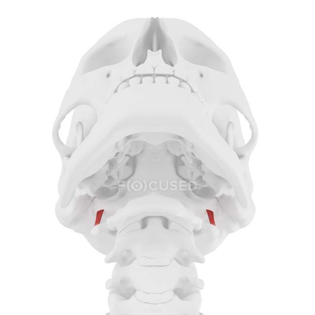 Esqueleto humano com vermelho colorido músculo Rectus capitis lateralis, ilustração digital . — Fotografia de Stock
