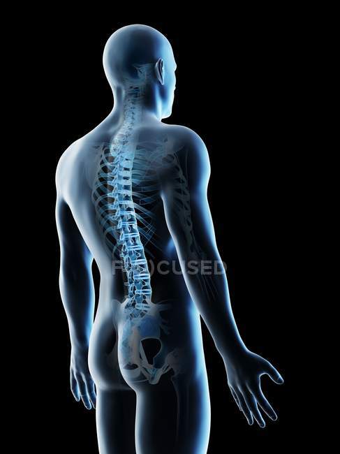 Silueta masculina con huesos visibles en la espalda, ilustración por ordenador
. — Stock Photo