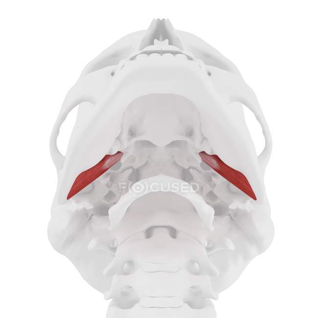 Human skull with detailed red External pterygoideus muscle, digital illustration. — Stock Photo