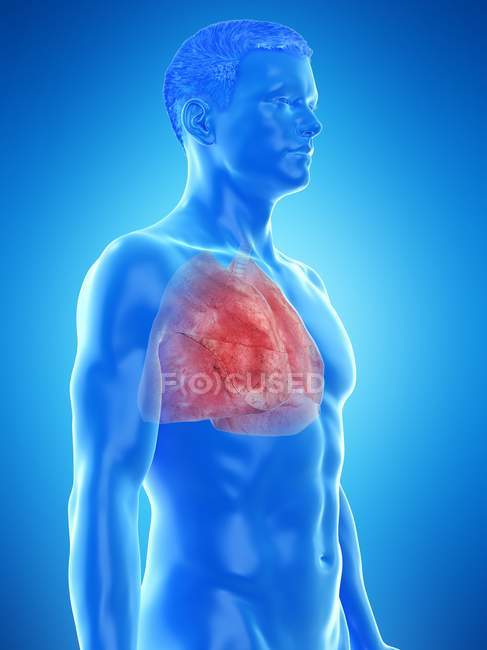 Pulmones en anatomía del cuerpo masculino, ilustración por computadora
. - foto de stock