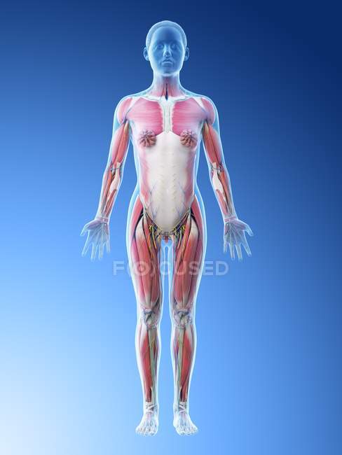 Modelo de corpo humano mostrando anatomia feminina com sistema muscular, digital 3d render ilustração
. — Fotografia de Stock