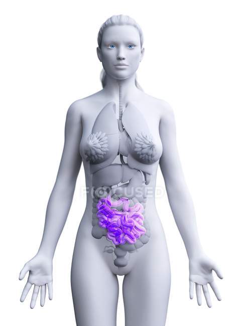 Женский силуэт с видимым тонким кишечником, цифровая иллюстрация . — стоковое фото