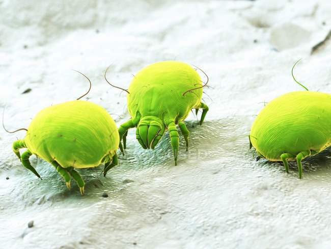 Colored digital illustration of parasitic dust mites. — Stock Photo