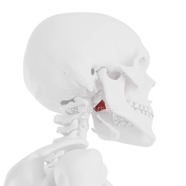 Crânio humano com vermelho detalhado músculo pterigóideo interno, ilustração digital . — Fotografia de Stock