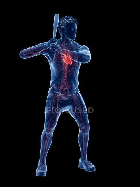 Baseball player anatomy with visible heart, computer illustration. — Stock Photo