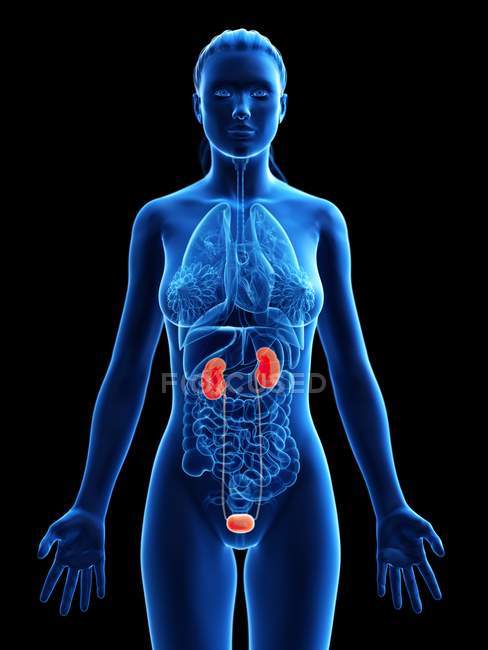Sistema urinário feminino, ilustração anatômica digital . — Fotografia de Stock