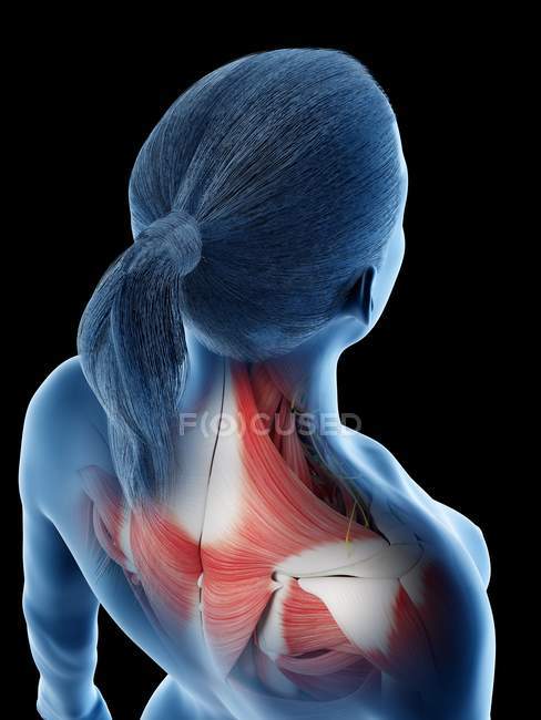 Anatomía y musculatura de la espalda femenina, ilustración por ordenador . - foto de stock