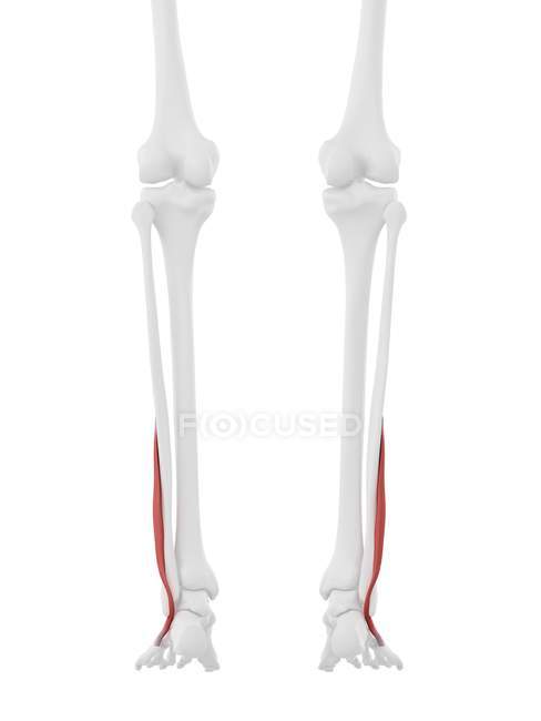 Human skeleton with red colored Peroneus brevis muscle, digital illustration. — Stock Photo