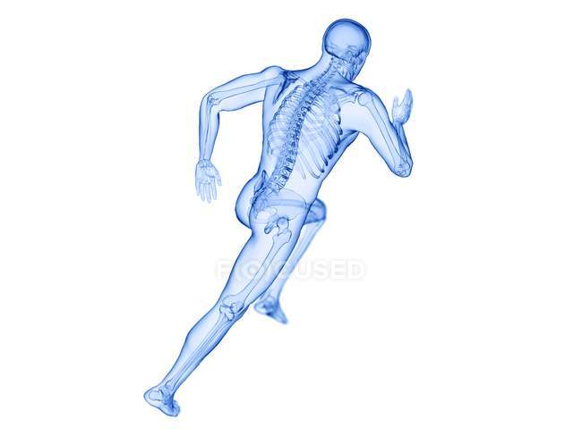 Скелет в силуеті бігуна в дії, комп'ютерна ілюстрація. — стокове фото