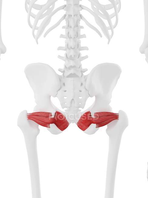 Músculos de Gemellus em ossos humanos do quadril, ilustração do computador . — Fotografia de Stock